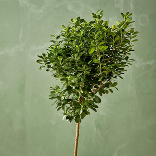14" Ficus Daniella w/ Pot - no saucer