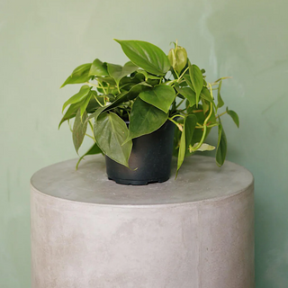 6" Philodendron w/ Pot