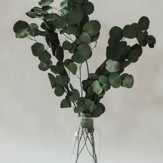 Silver Dollar Eucalyptus